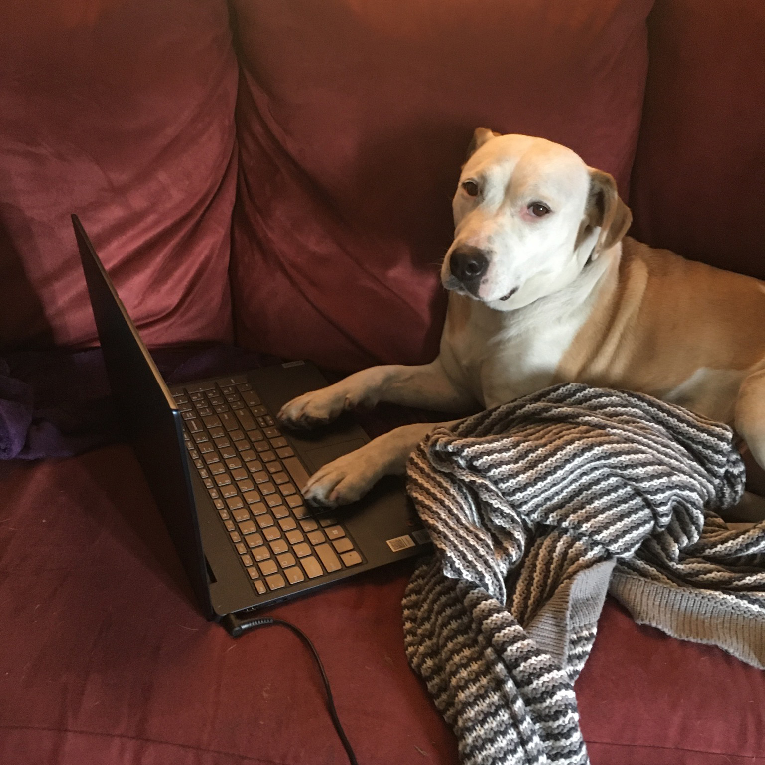 Tan and white dog named Nori laying on a red couch with her front paws on a laptop.